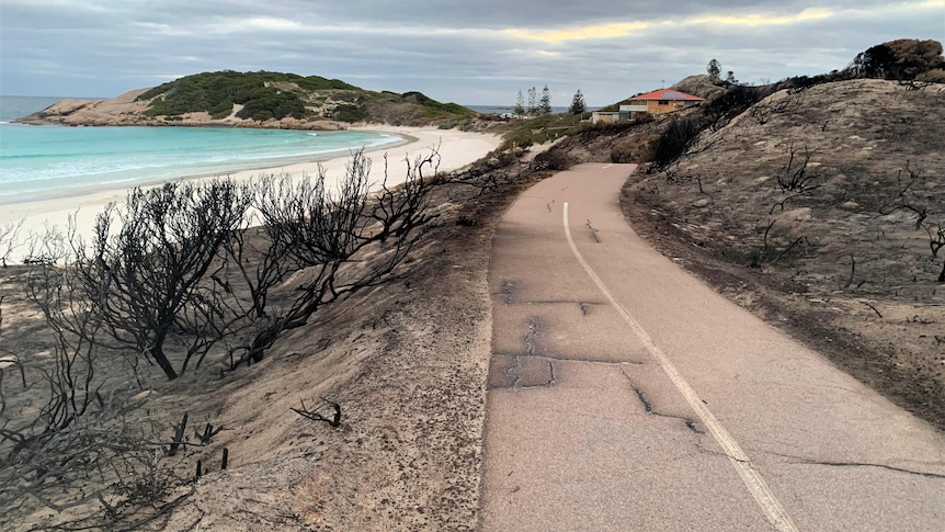 The footpath towards the Surf Life Saving Club, with the ocean on the left