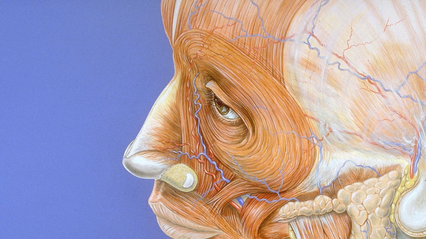 A medical illustration oof the human face