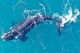 Aerial view of a whale in blue water