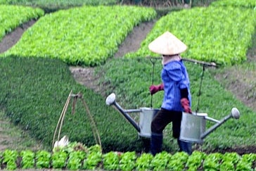A large farm in Vietnam with a farm worker carrying water