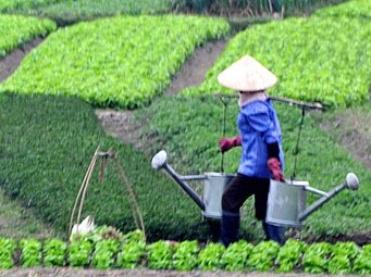 A farm worker carrying water in Vietnam