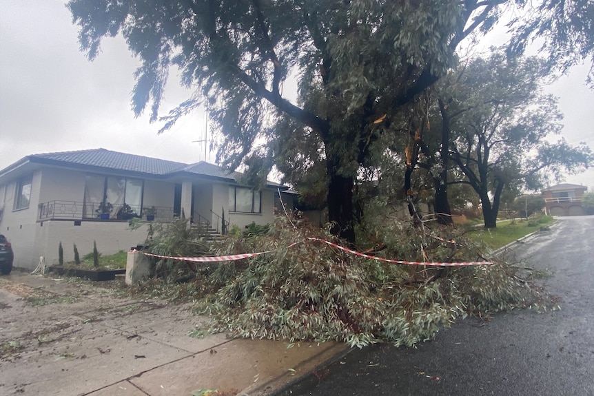 Red and white tape is wrapped around a tree that has fallen to the road.