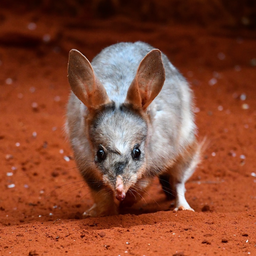 An adult bilby close-up and front-on against a dirt red background
