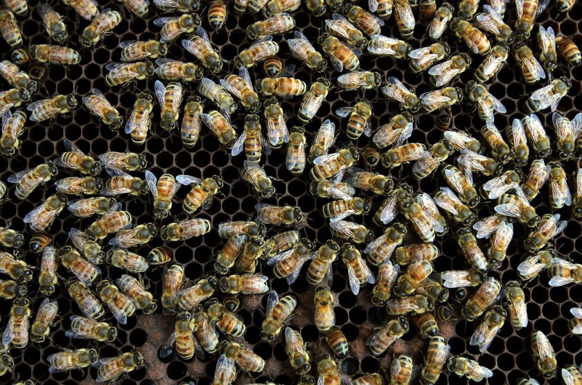 The Invertebrate Workforce