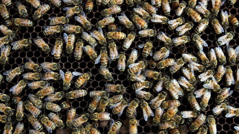 The value of the bee to the British economy is around $2 billion a year