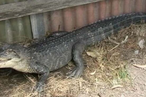 American alligators among reptiles stolen in the Hunter Valley