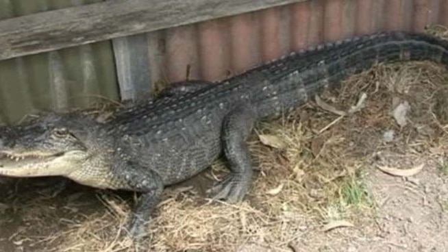 The 1.5 metre alligator was initially thought to be a saltwater crocodile.