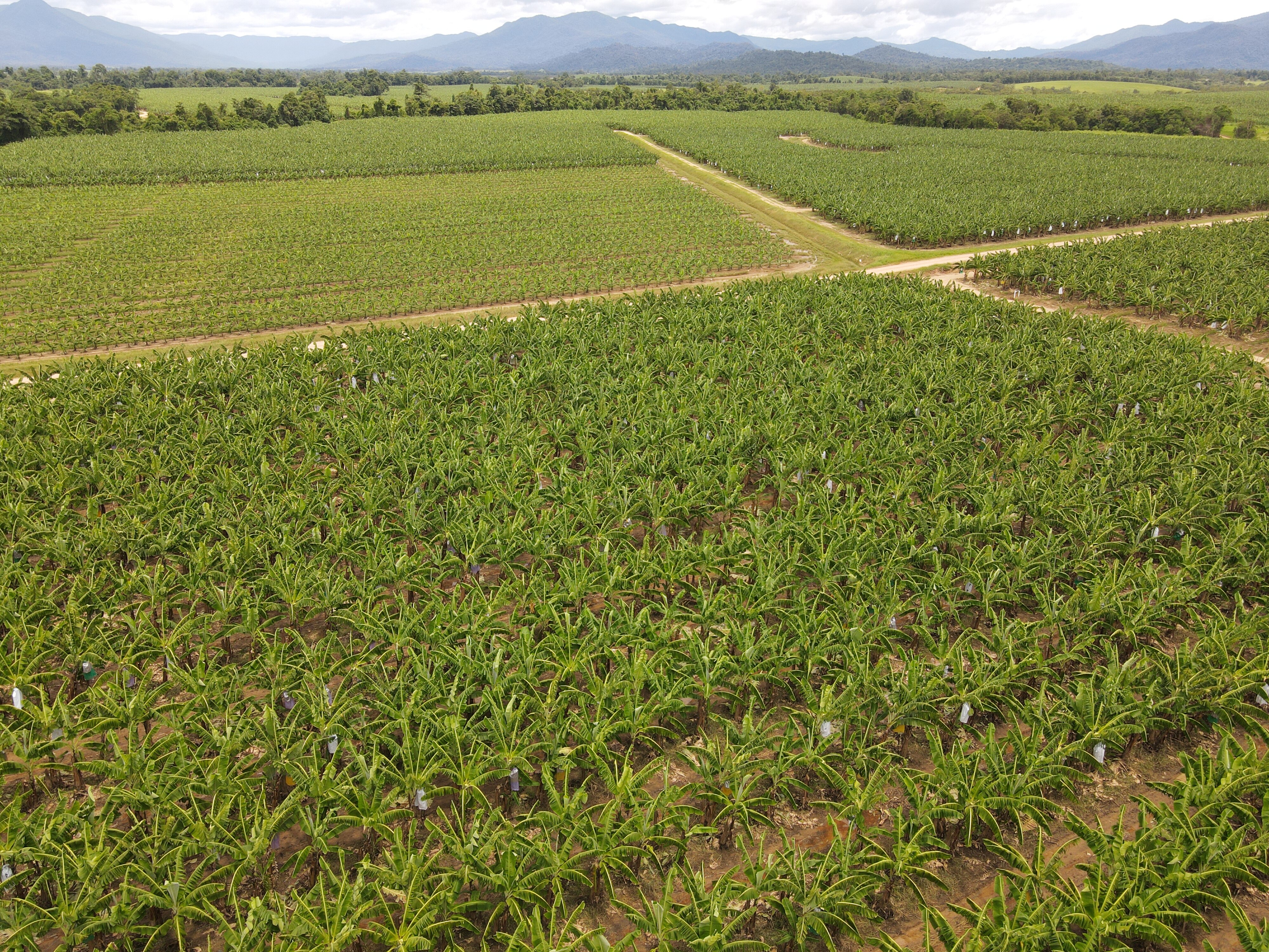 An aerial view of a large banana farm.