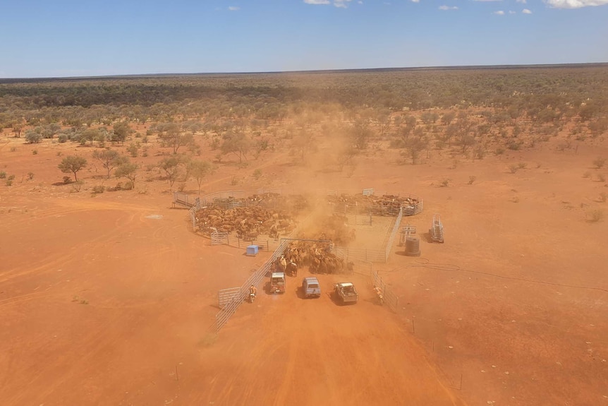 Drone still of mustering at Hillview Station.