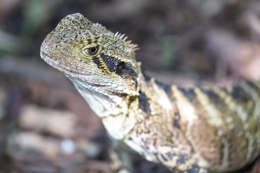 Portrait of female water dragon sitting proud