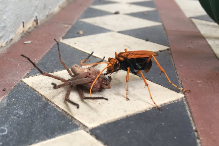 A spider wasp dragging dinner for its hatchlings.