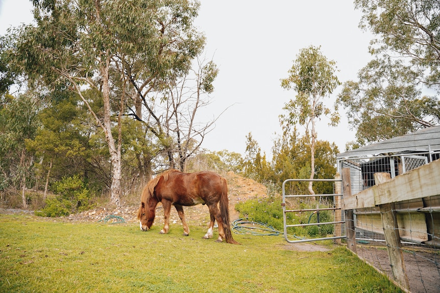 Un cheval mange de l'herbe.