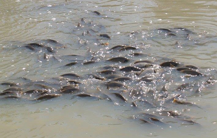A swap of carp in brown water swimming.