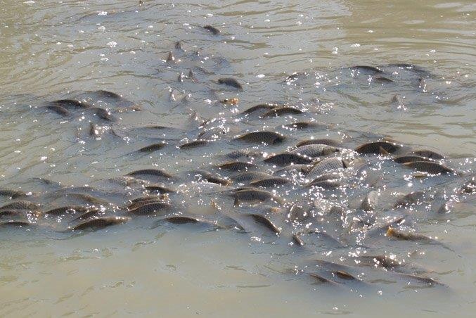 A school of carp in murky water.