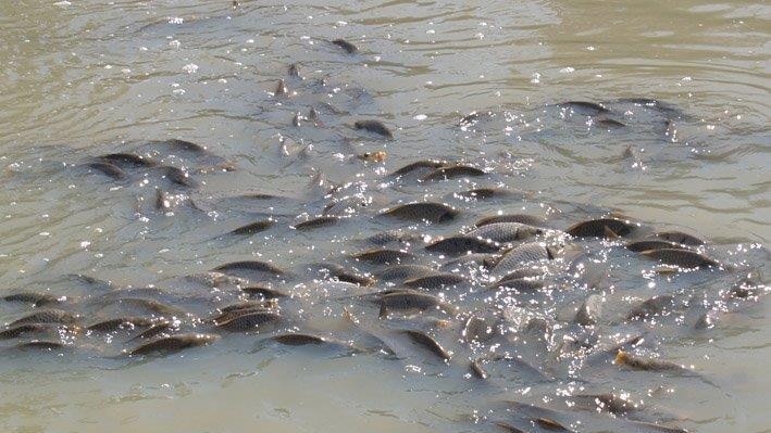 Spawning carp in large numbers