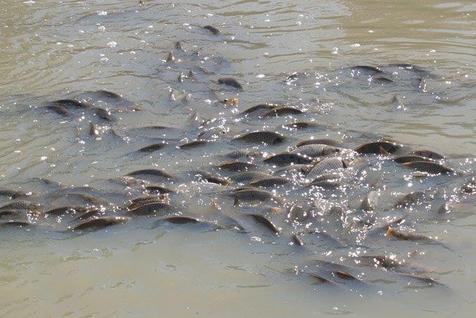 A swap of carp in brown water swimming.