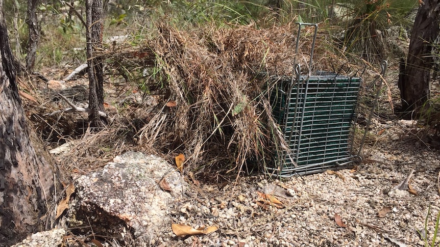 A closed bettong trap covered in dead grass to both camouflage it and provide extra shade to the animal.