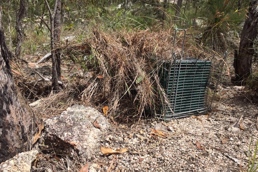 A closed bettong trap covered in dead grass to both camouflage it and provide extra shade to the animal.
