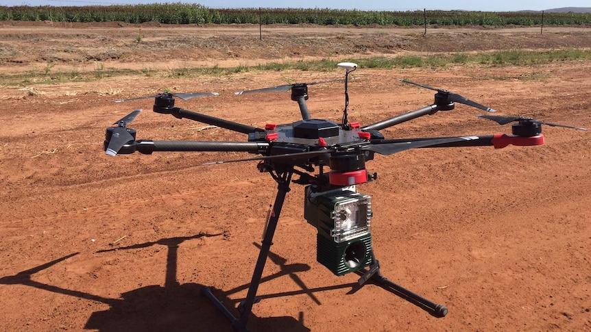 Bird-scaring drone