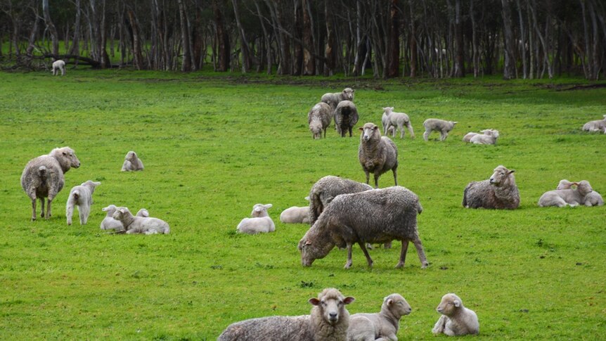 A group of sheep and lambs standing or lying on green grass.