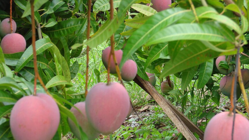 Timbercorp owns about 15 per cent of the mango trees in Berry Springs, Mataranka and Katherine. [File image].