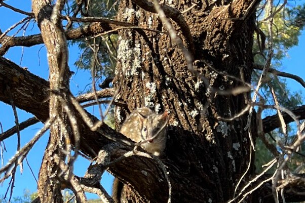 A spotted marsupial in a tree.