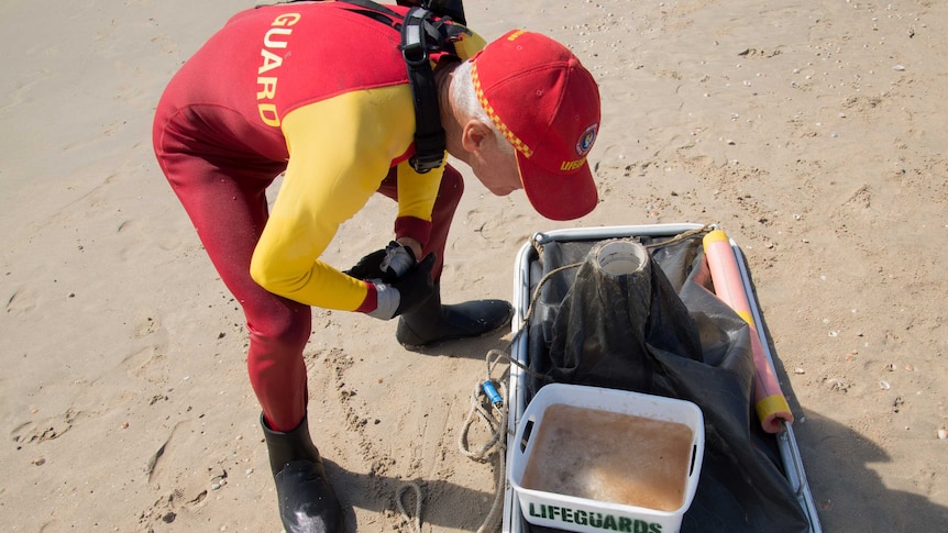 A lifeguard checks the contents of his drag net after pouring it into a shallow bucket.