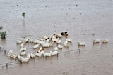 Cattle in floodwater