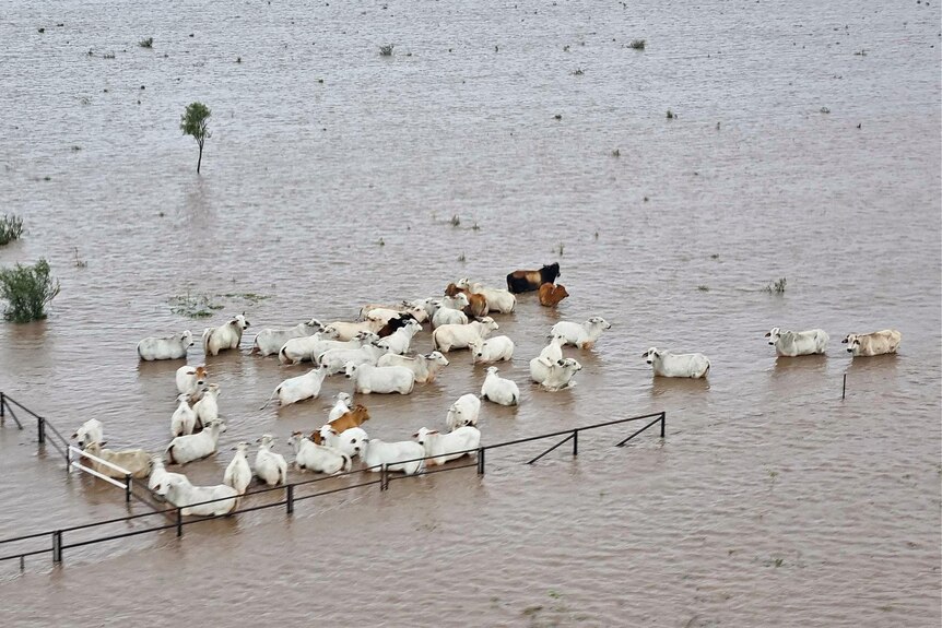 Cattle in floodwater moving in a group across the property.