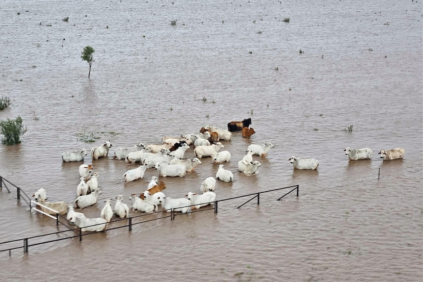 Cattle in floodwater