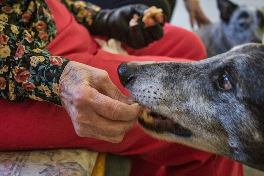 A greyhound eats a biscuit out of a hand