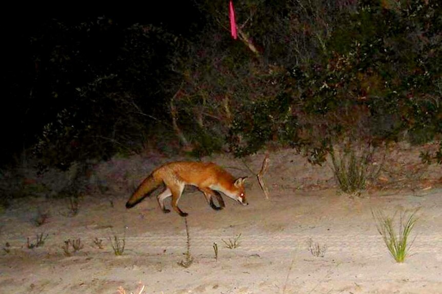 A fox hunts turtle nests at Mon Repos, on Bundaberg's Coast