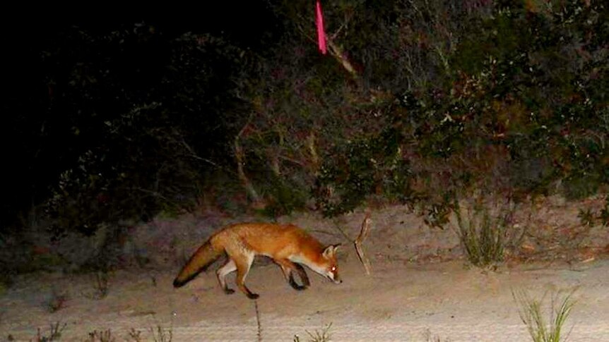 fox hunting for turtle nests at Mon Repos, on Bundaberg's Coast