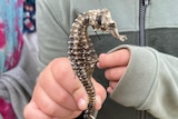 a seahorse skeleton being held up by a child