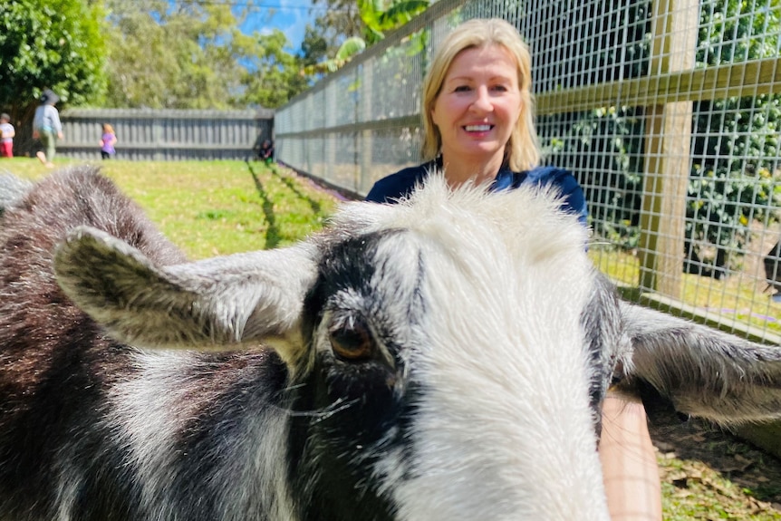 Goat standing in front of woman.