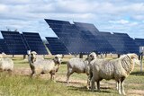 Six of the 10 sheep grazing around panels at the UQ solar farm in Gatton