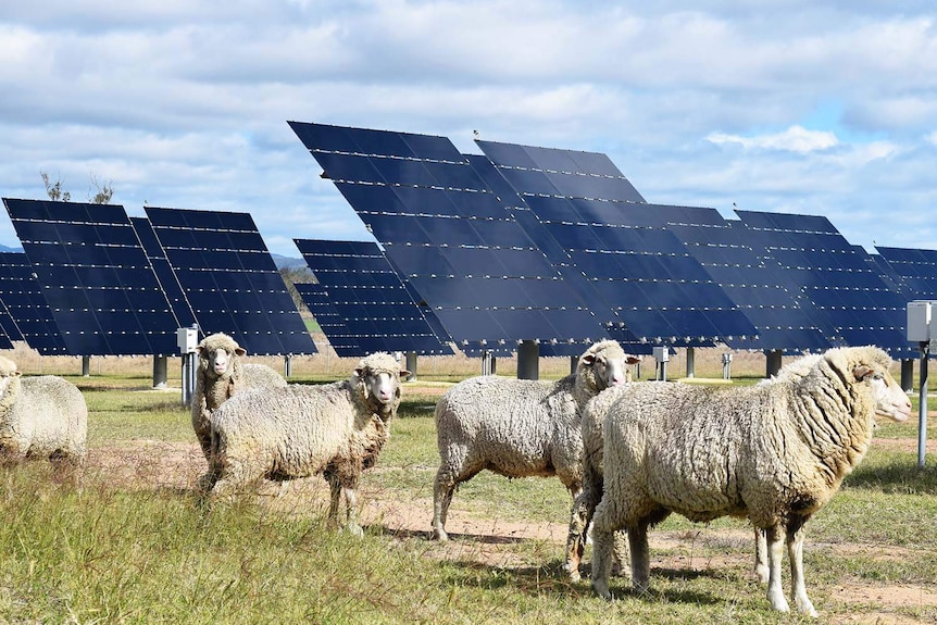 Six of the 10 sheep grazing around panels at the UQ solar farm in Gatton