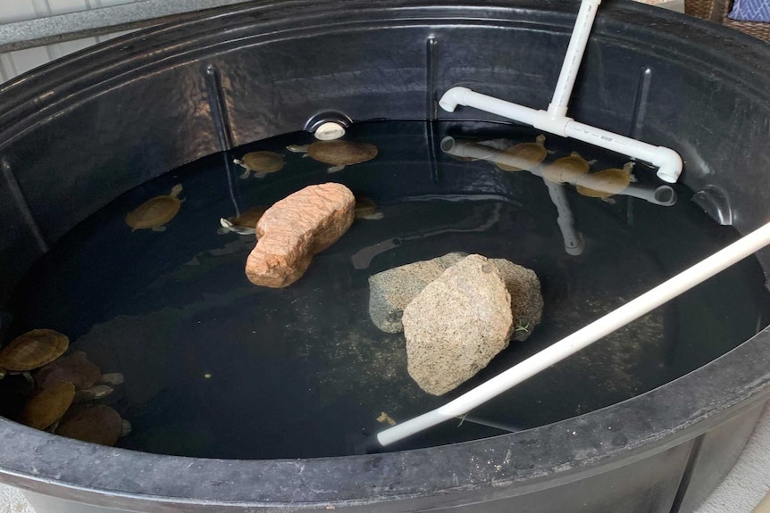 Turtles are barely visible in a large black tank/pool structure filled with water