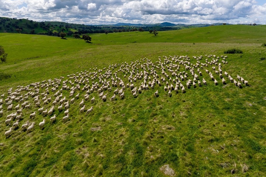 Merino sheep in a green hilly paddock