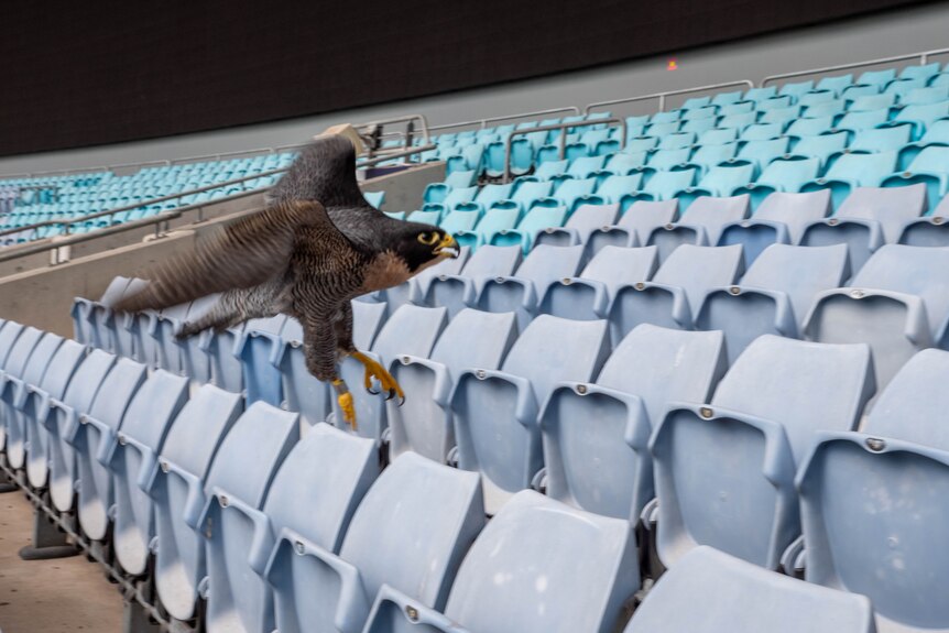 a falcon flying in front of rows of empty seats at a football stadium