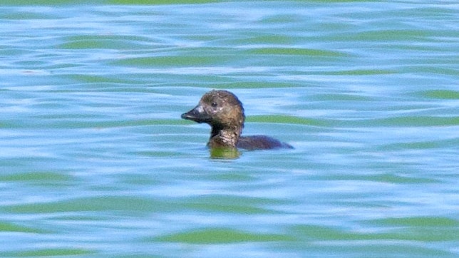 A brownish-black duck in a pond.