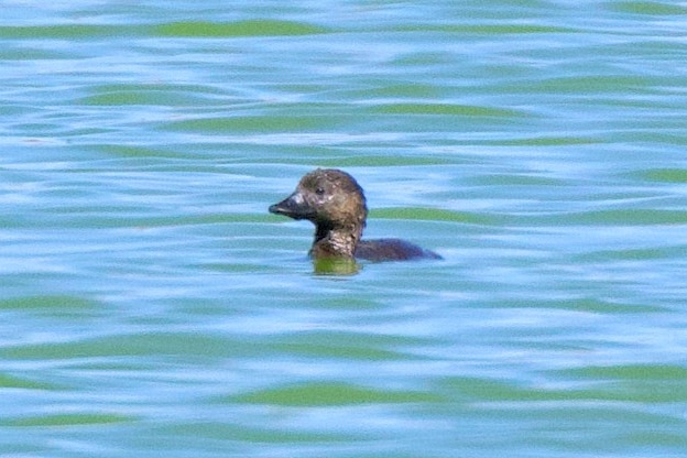 A brownish-black duck in a pond.