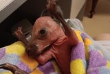 A pink, almost bald kangaroo joey in a woollen rug with its paws in the air.