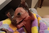 A pink, almost bald kangaroo joey in a woollen rug with its paws in the air.