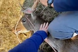 A human hand and a knee hold a deer on its side on the ground