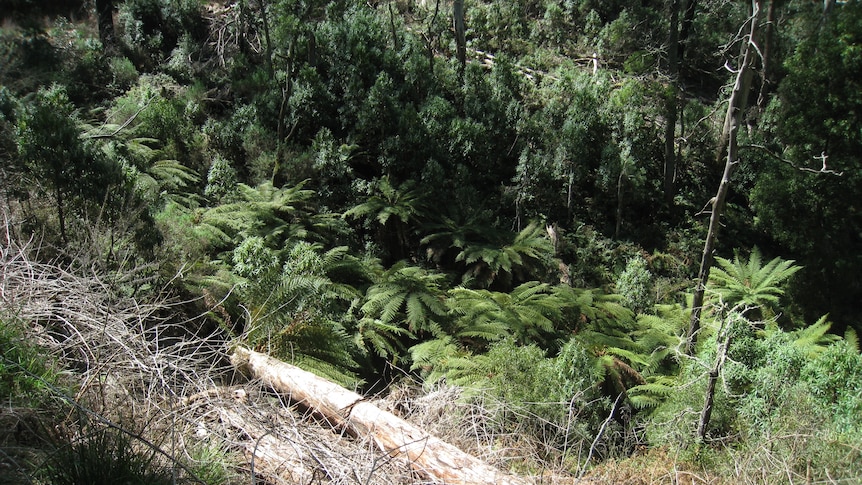 This after photo shows the result of careful spot spraying of blackberry bushes with selective herbicide. The tree ferns have been rescued from being smothered.