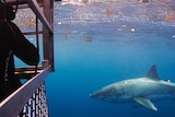 A shark approaches people in scuba suits in a shark cage