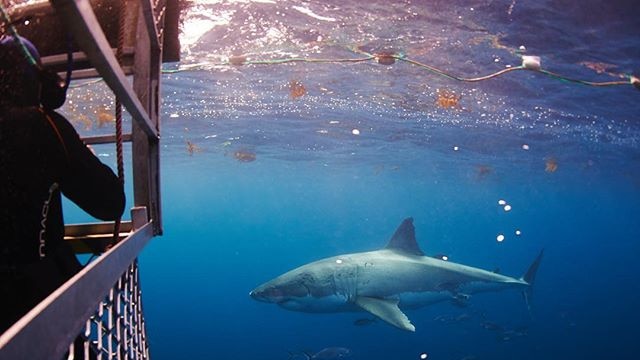 A shark approaches people in scuba suits in a shark cage