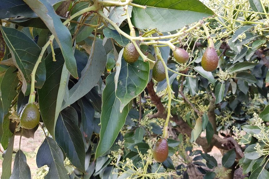 Close up on avocado tree branch with flowers, leaves and six grape-sized avocados