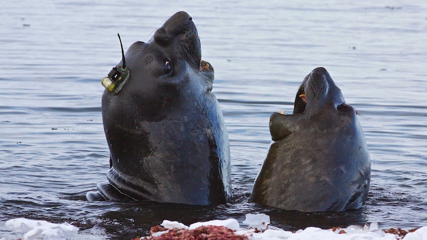 Two male elephants seals with tracking devices